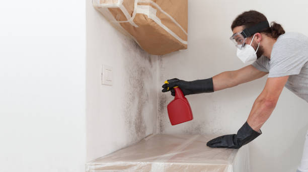 Professional Black Mold Remediation technician working in Springs, PA