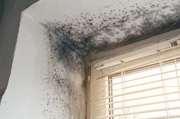 Affordable Black Mold Remediation solutions in Springs, PA