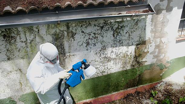 Top rated local Black Mold Remediation specialists in Springs, PA